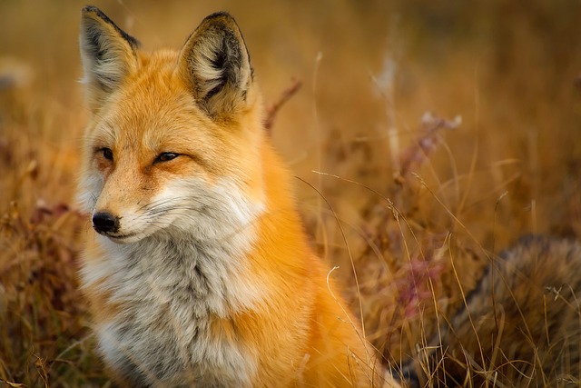 10 moyens d'aider les animaux sauvages