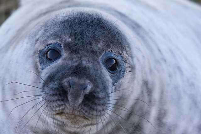 La liste des espèces d'animaux en voie de disparition