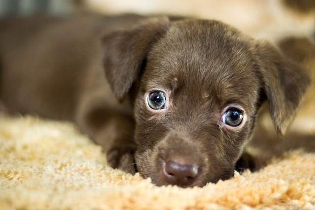 Endroits où Trouver des Animaux à Adopter