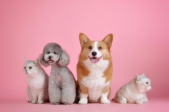 Les bienfaits des animaux de compagnie sur la santé mentale