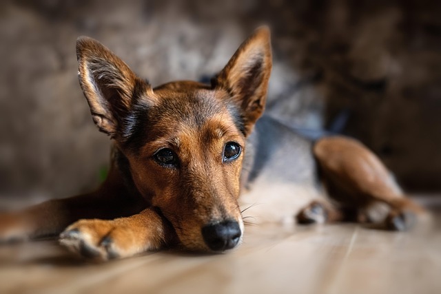 Comment choisir le bon animal de compagnie pour votre mode de vie