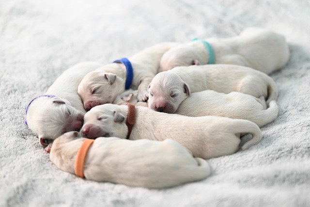 Comprendre le langage corporel des chiens : ce que votre chien essaie de vous dire