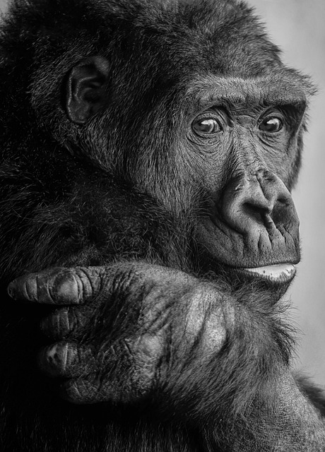 Les espèces animales en danger : comment pouvons-nous les protéger ?