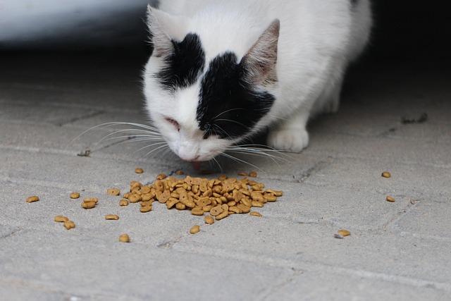 Les aliments dangereux pour les chats : ce qu'il faut éviter