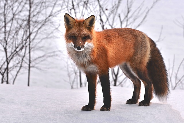 10 Animaux les plus mignons